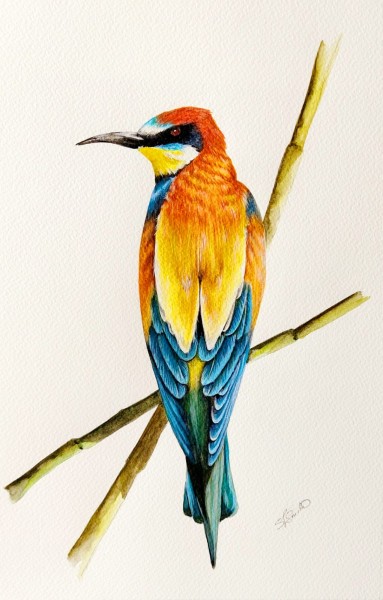 European Bee Eater